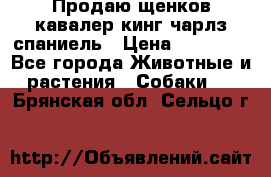 Продаю щенков кавалер кинг чарлз спаниель › Цена ­ 40 000 - Все города Животные и растения » Собаки   . Брянская обл.,Сельцо г.